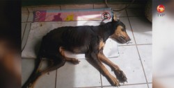 Suman alrededor de 50 muertes de mascotas en Cajeme