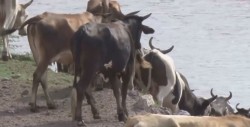 Sinaloa no tiene mal estatus sanitario