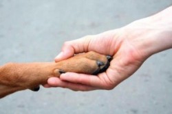 Treinta y cinco  perros y 30 gatitos se darán en adopción