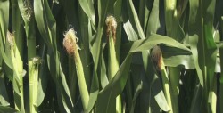 Denuncian robos de elotes en parcelas