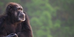 Te impresionará ver como este chimpancé lleva a cabo rito funerario