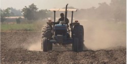 A punto de desaparecer el cultivo de ajonjoli