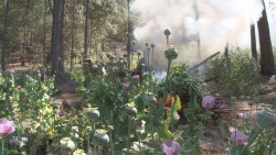 Destruye el Ejército plantíos de amapola en Surutato