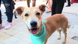Perros y gatos callejeros....ahora tienen hogar
