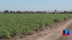 Está controlada la mosquita blanca