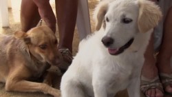 Esterilizan a perros y gatos en Villa Unión