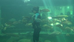 Tendrá novedades el Acuario Mazatlán, para semana Santa