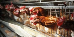 México suspende importación de productos avícolas de Brasil