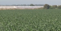 Pagarán a partir del lunes a los productores agrícolas