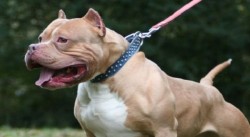 Revisan casa donde vivía perro pitbull que atacó a señora