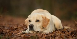 Perro corre 3 kilómetros por su dueña muerta