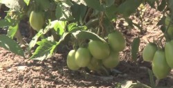 Incertidumbre para productores con revisión del TLC