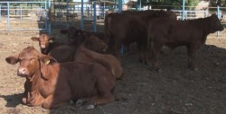 Anuncian tianguis y apoyos para el sector ganadero