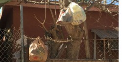 Desde hace una semana no pasa el camión de la basura en El Diez