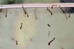 Controlado brote de dengue en Mazatlán