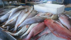 Pocas ventas de pescados y mariscos