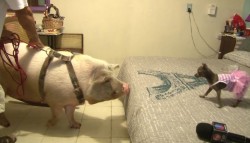 "Polo" un cochito al que le gusta el mar....y los refrescos