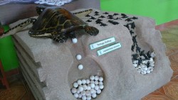 Aperturarán Museo de la Tortuga en el Acuario