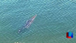 Confirman la presencia de un caimán pequeño en Canal Bajo