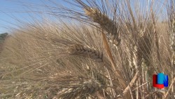 Avanza cultivo del trigo en el Valle del Yaqui