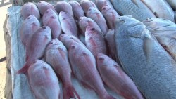 Incrementa la venta del pescado en Playa Norte