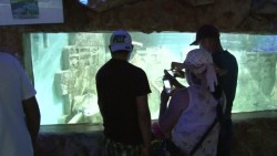 Acuario Mazatlán, atractivo para los turistas