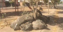 Paulatinamente se normalizará servicio de recolección