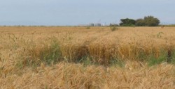 Presentarán propuesta para apoyo en siembra de maíz amarillo