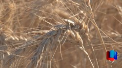 Iniciaron las trillas del trigo en el Valle del Yaqui