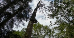 Organizaciones ambientalistas alertan "albazo" en el Senado por ley forestal