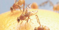 Vital apoyo de Gobierno y CESAVESIN, para combatir a la mosca de la fruta