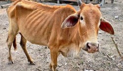 Sin metáfora...están con vacas flacas