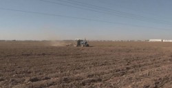 Si se logra presupuestar para el maíz amarillo, sera buen proyecto: CUPA