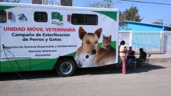 Vacunas y esterilización gratuita a perros y gatos