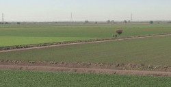 Buscarán agotar diálogos con SAGARPA