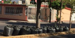 No pasa regularmente el camión de la basura en Infonavit Humaya