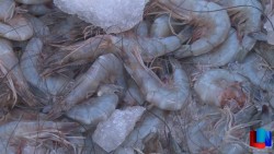 La veda del camarón es al 100%: Pesca