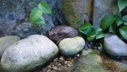 Acuario celebra a los anfibios