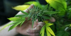 Aprueban Diputados uso medicinal de la marihuana