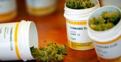 Ordena Juez importación de medicina a base de marihuana