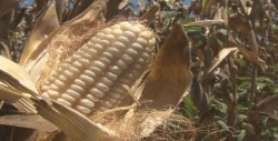 Inician las trillas de maíz en Sinaloa