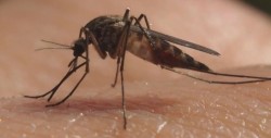 Brigadas preventivas del dengue no se han suspendido