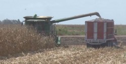 Trillas de maíz arrojan rendimientos de hasta 16 toneladas por hectárea