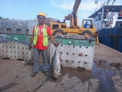 Buenos niveles de ocupación laboral entre estibadores