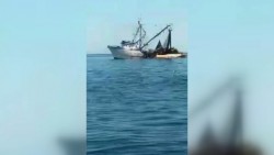 Impacto fuerte saqueo de camarón por barcos sardineros: Pescadores