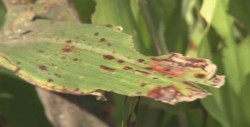 Crece incidencia de mosquita blanca en el valle de Culiacán