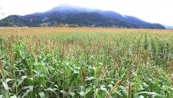 La sequía no se ha recrudecido en el sur de sinaloa; Asociación de Agricultores