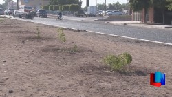 Reforestarán el Boulevard de la 400