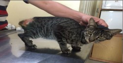 Exhortan a evitar conductas crueles contra los animales