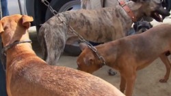 Mejora la salud de niña mordida por perro